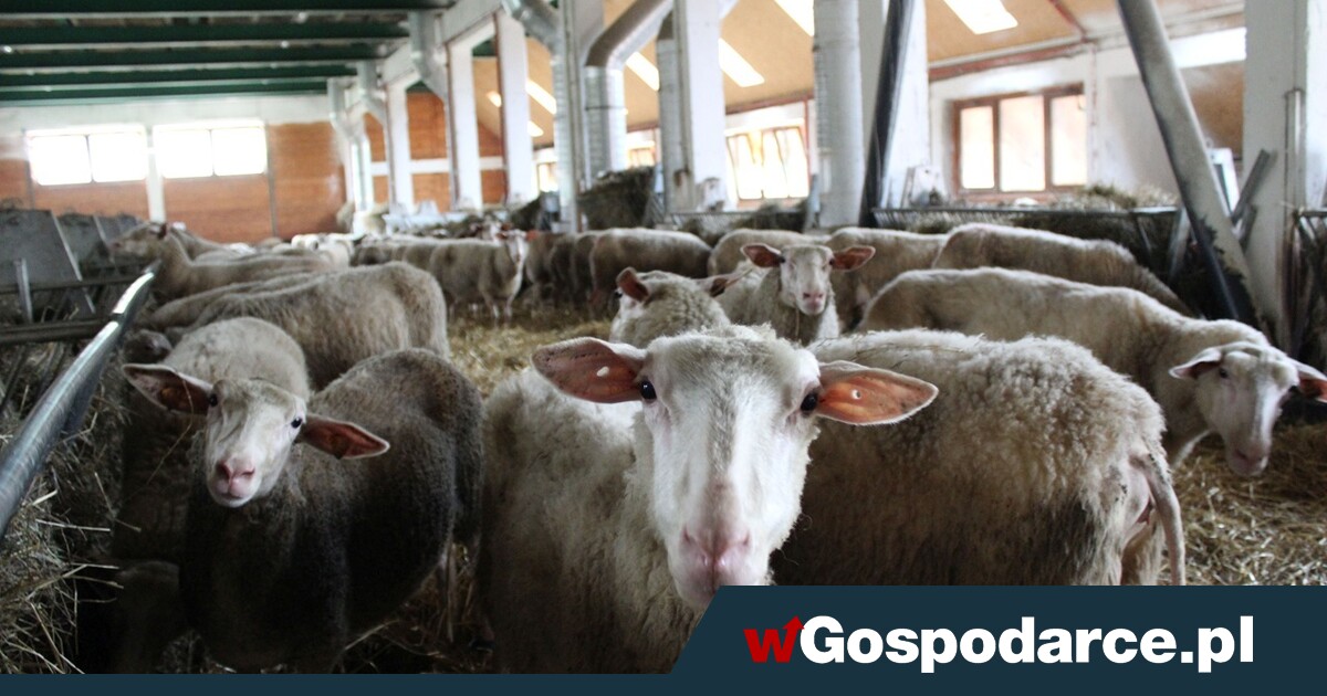 Koniec skarg na zapach obornika?