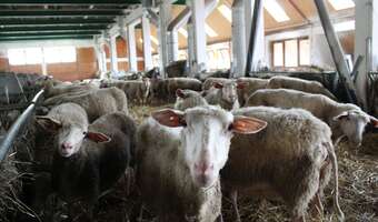 Koniec skarg na zapach obornika?