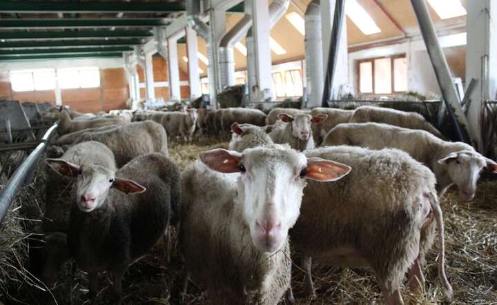 Koniec skarg na zapach obornika?