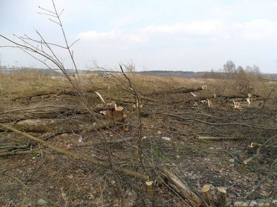 Wycięte drzewa na miejscu katastrofy w Smoleńsku.