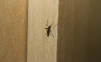 Komary: Jak skutecznie z nimi walczyć?