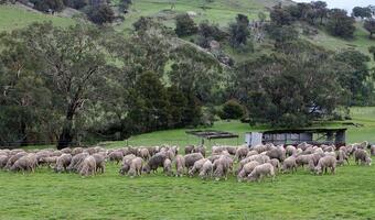 Hodowcy owiec z Podhala domagają się skupu interwencyjnego zwierząt