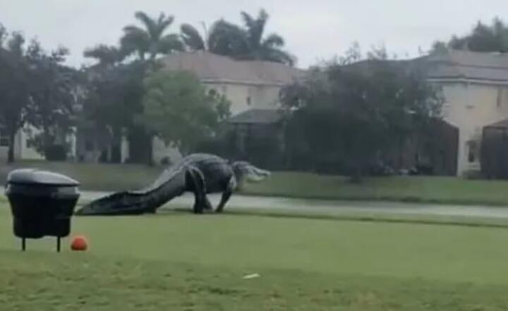 Przerażające monstrum na polu golfowym [video]