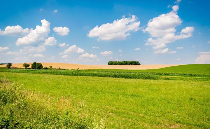 Gospodarstwa, w których uprawiaj się głównie trawy, mogą być zwolnione z obowiązkowego płodozmianu / autor: Pixabay