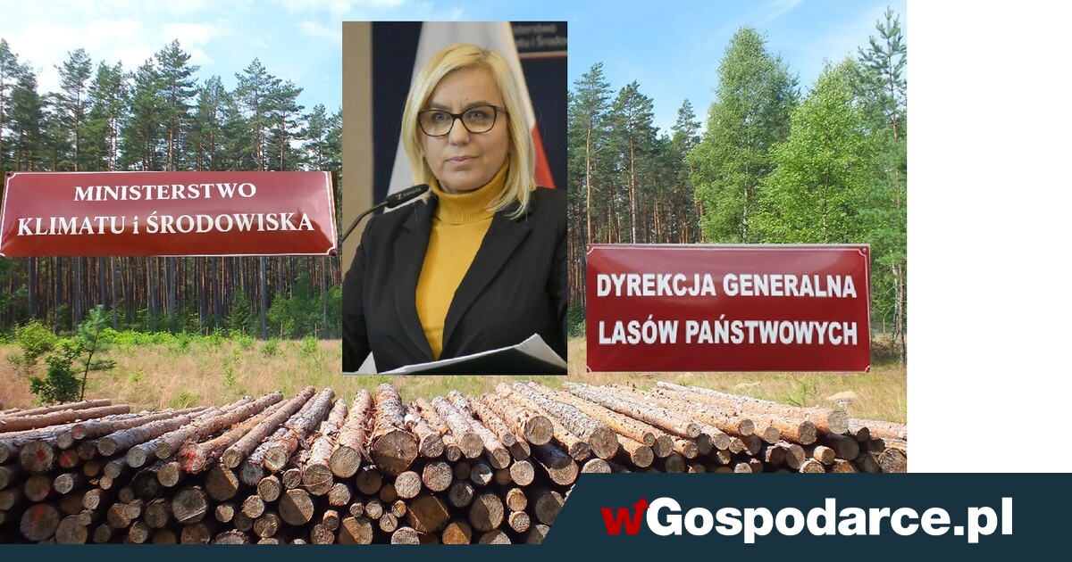 Biznes: Hennig-Kloska dokonuje egzekucji przemysłu drzewnego
