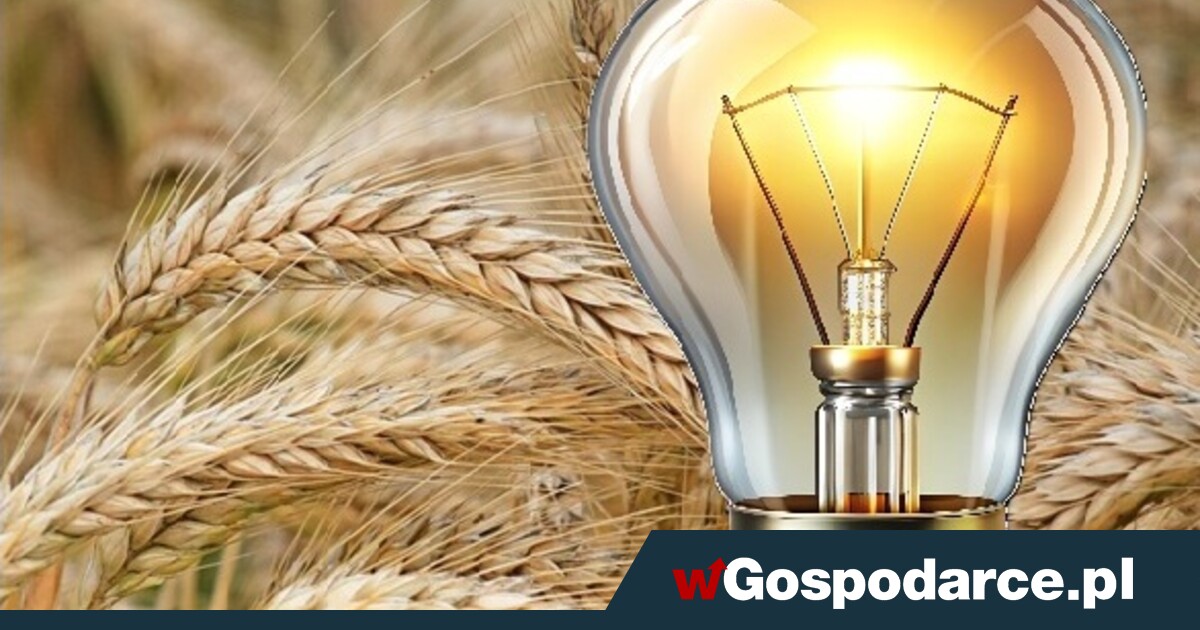 Magazyny zboża pełne. A może użyć go do produkcji energii?