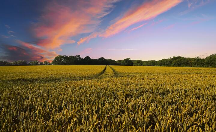 Nowa polityka rolna ma być bardziej elastyczna / autor: pixabay.com
