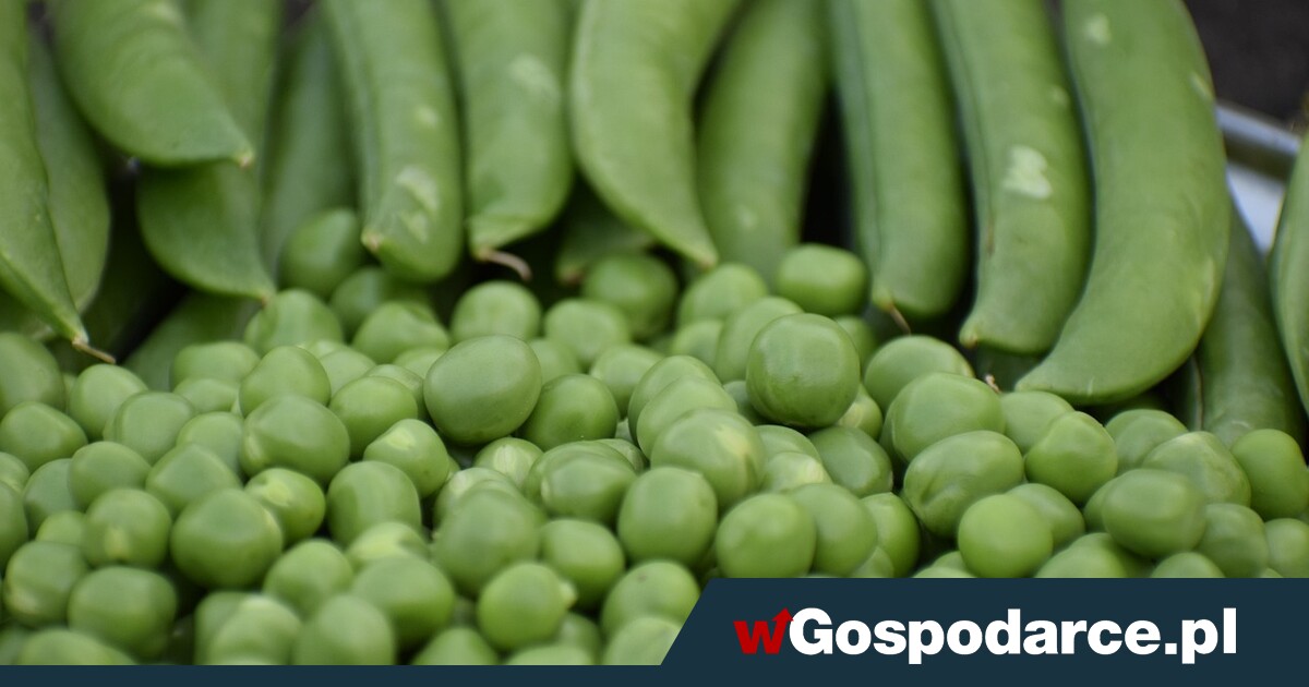 Groch – niedoceniony skarb w kuchni