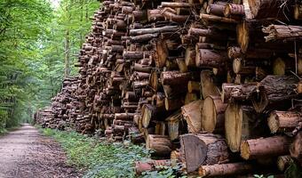 Finlandia odrzuca europejską politykę dot. lasów!
