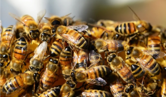 PE broni europejskich pszczół