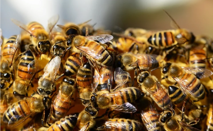 Pszczoły zagrożone pestycydami / autor: PIxabay