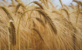 Indie: Rząd nieoczekiwanie zakazuje eksportu pszenicy