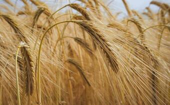 Indie: Rząd nieoczekiwanie zakazuje eksportu pszenicy