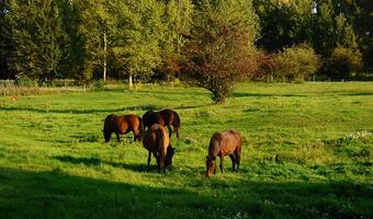 Blisko 6 tys. koni huculskich żyje w Polsce