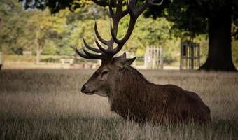 Właściciel zdecyduje, czy wpuścić myśliwego