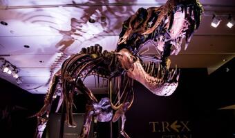 Rekordowa transakcja. Szkielet tyranozaura wart dziesiątki mln dol.