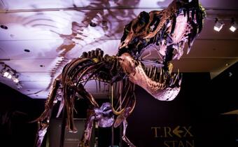 Rekordowa transakcja. Szkielet tyranozaura wart dziesiątki mln dol.