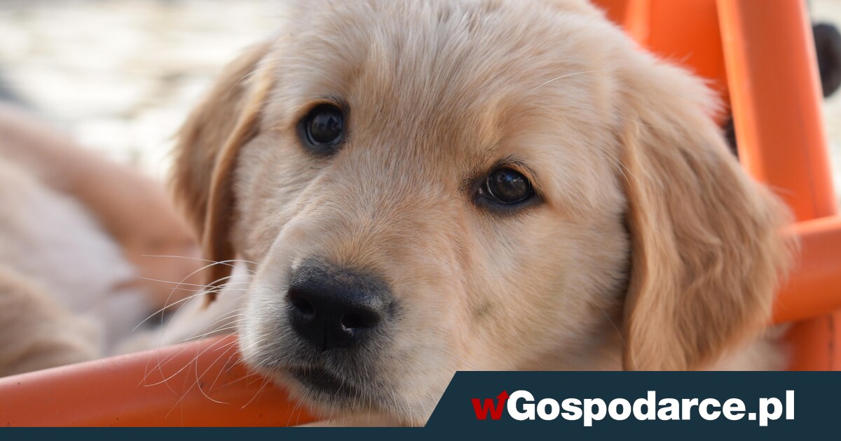 Nadchodzi dramat dla psów. "Chipowanie obowiązkowe"