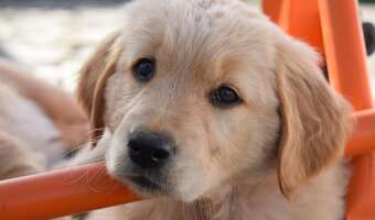 Nadchodzi dramat dla psów. "Chipowanie obowiązkowe"