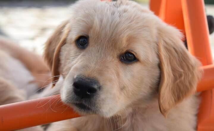 O chipowaniu mowa / autor: Pixabay