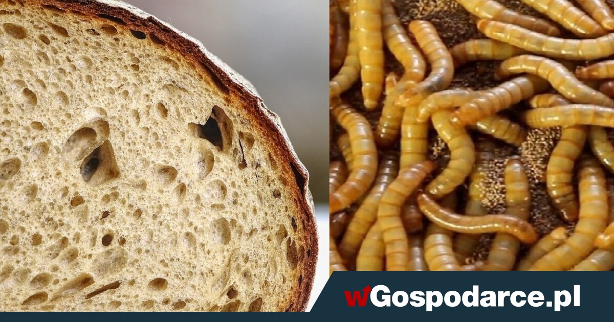 Będzie chleb z dodatkiem larw owadów!