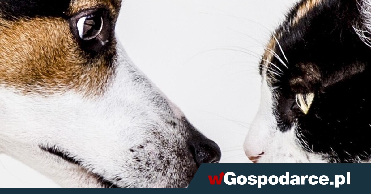 Obowiązek rejestracji psów i kotów tuż-tuż