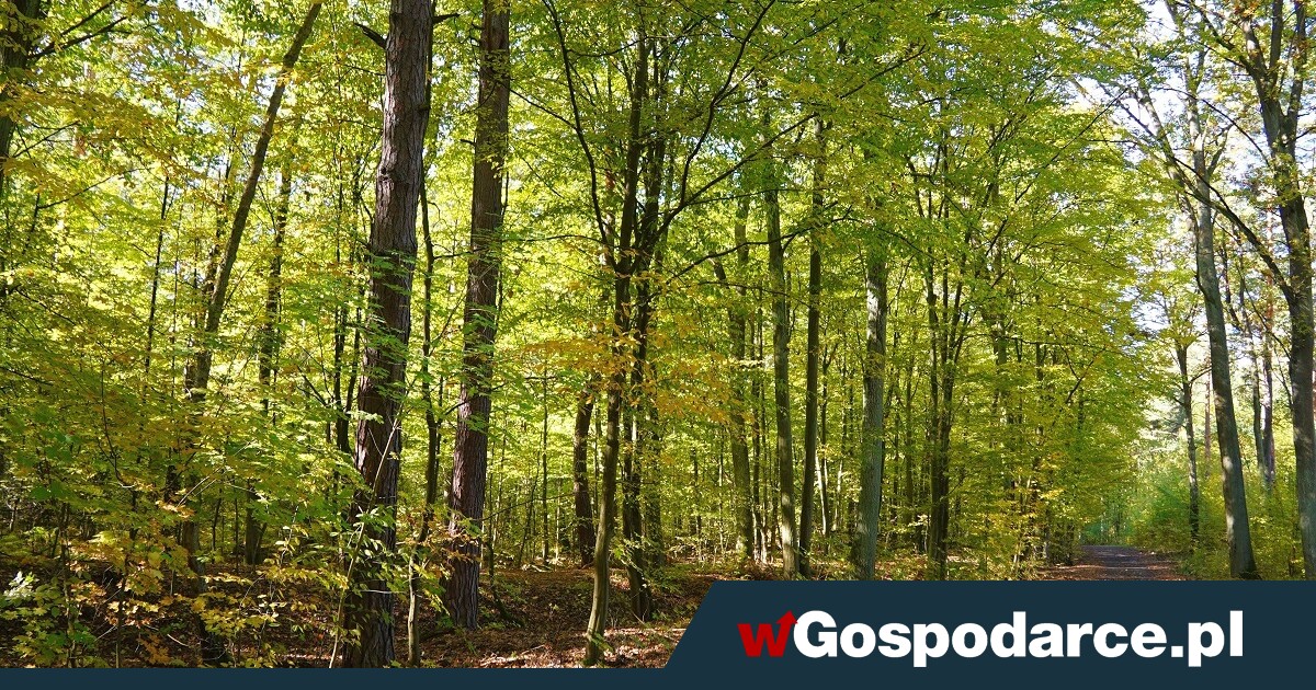 Przybywa lasów. Zajmują 29,6 proc. powierzchni kraju