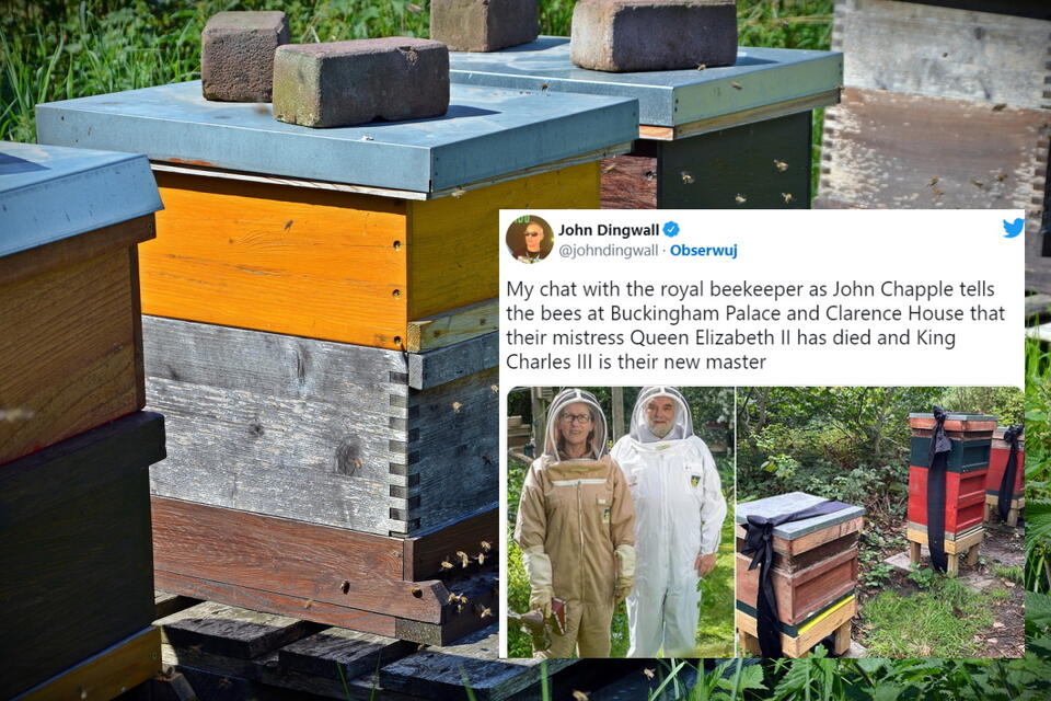 Pszczoły Elżbiety II zostały poinformowane o jej śmierci / autor: pixabay.com
