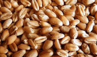 Spadek cen zbóż po raporcie USDA