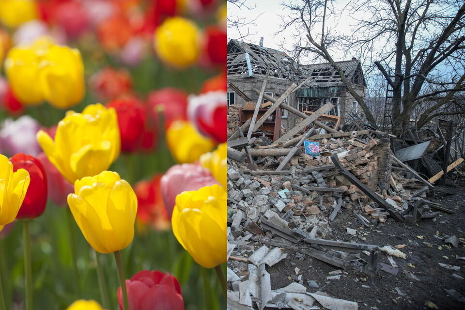 Wojenne tulipany / autor: Fratria; PAP/Eugene Titov