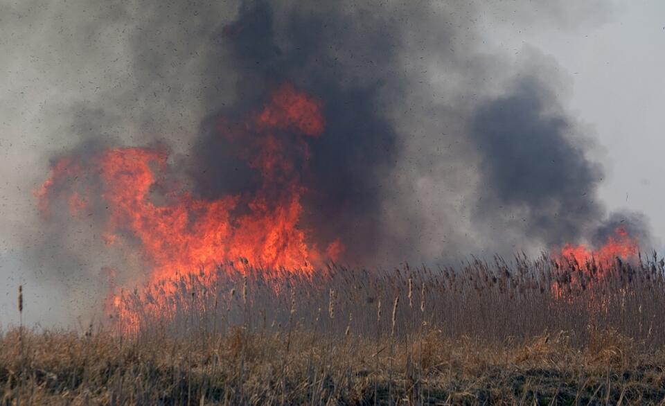 Pożar w Biebrzańskim Parku Narodowym / autor: fot.PAP/Artur Reszko