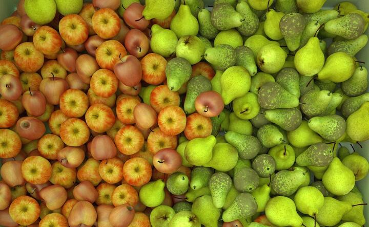 Produkcja jabłek i gruszek staje się nieopłacalna, wkrótce może ich zabraknąć / autor: Pixabay