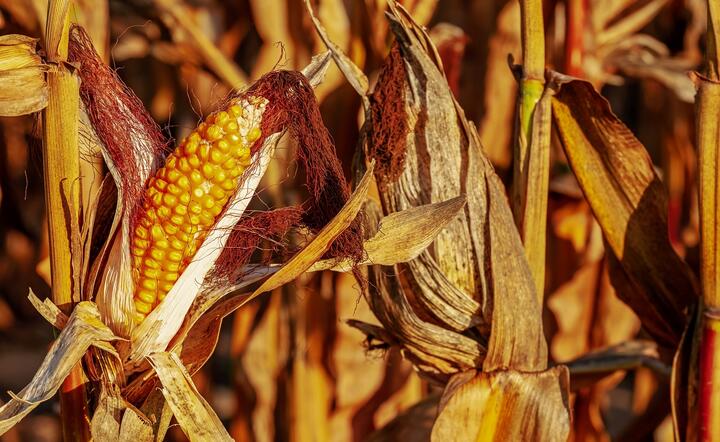 Chińczyzy zakupią z USA m.in. kukurydzę / autor: Pixabay