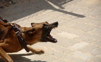 Surowe kary za niepilnowanie groźnych psów
