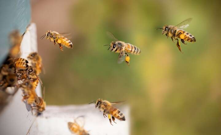 Bakterie zgnilca mogą przenosić same pszczoły / autor: Pixabay