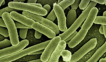 New Delhi: Superbakteria odporna na antybiotyki