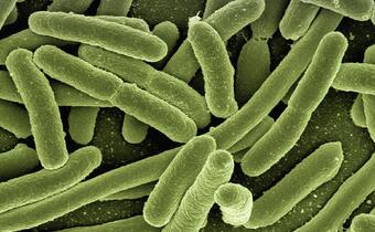 New Delhi: Superbakteria odporna na antybiotyki