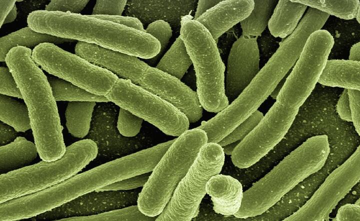 Bakterie Coli nie są tak odporne jak New Delhi ale nadal groźne. / autor: fot. Pixabay
