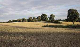 Polska potrzebuje kilku dużych biorafinerii