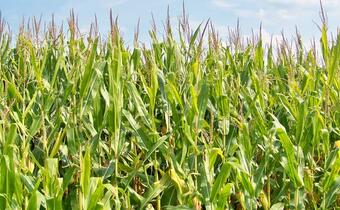 Naukowcy przewidują wielką zmianę w uprawach w Polsce. Kukurydza i sorgo zastąpią ziemniaki i żyto. Pojawią się nowe owady