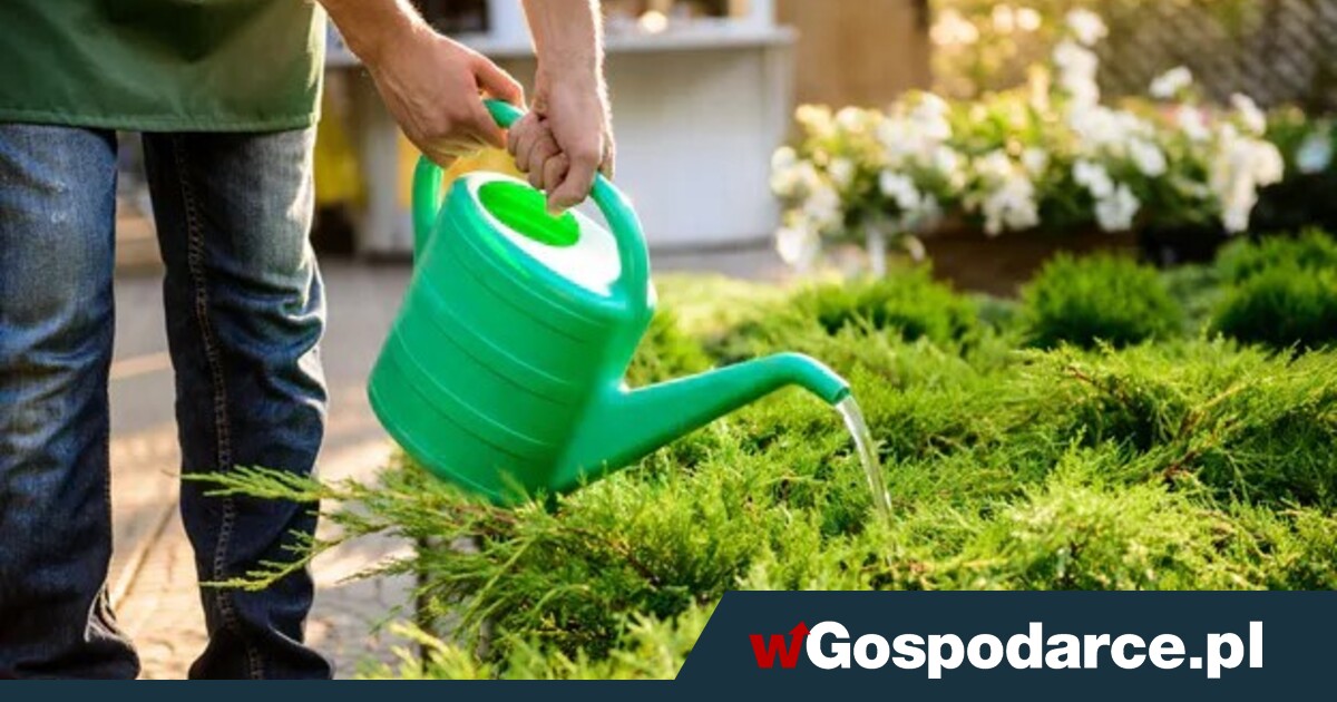 Ogrody działkowe ocaleją! Wystarczyło jedno zdanie