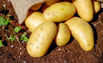 Zbiory ziemniaków - jak będzie w tym roku?