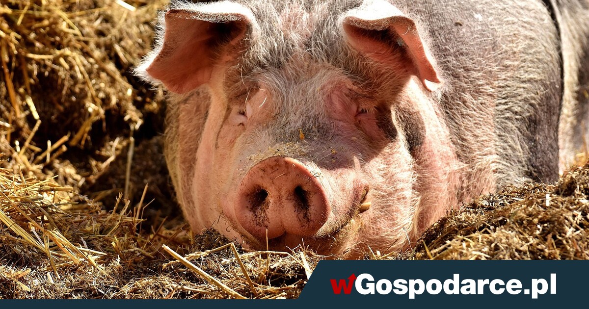 100 tys. złotych dla hodowców świń