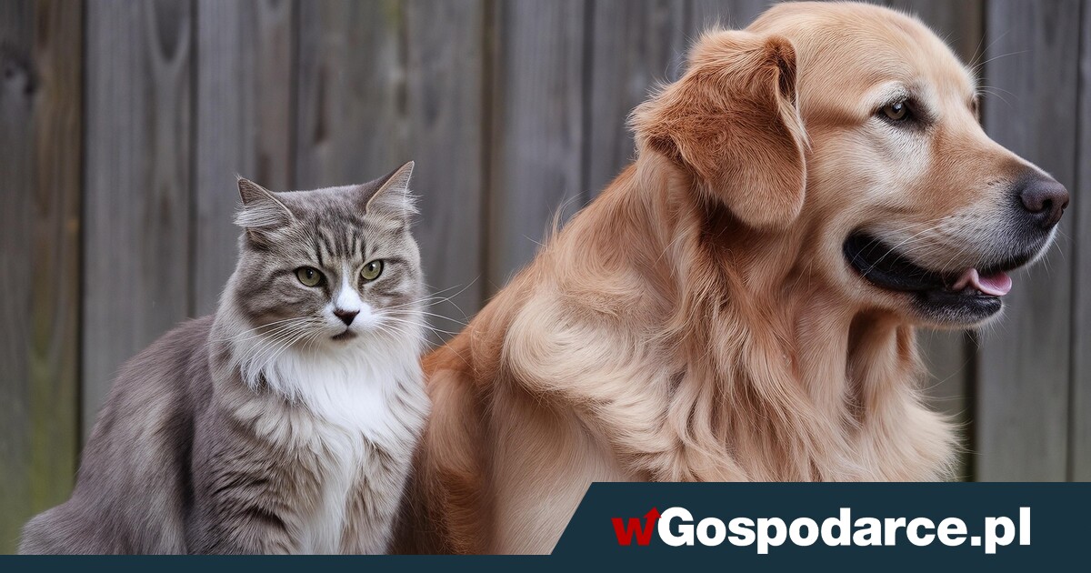 Tragedia dla psów i kotów. Sejm zdecydował w sprawie chipowania zwierząt