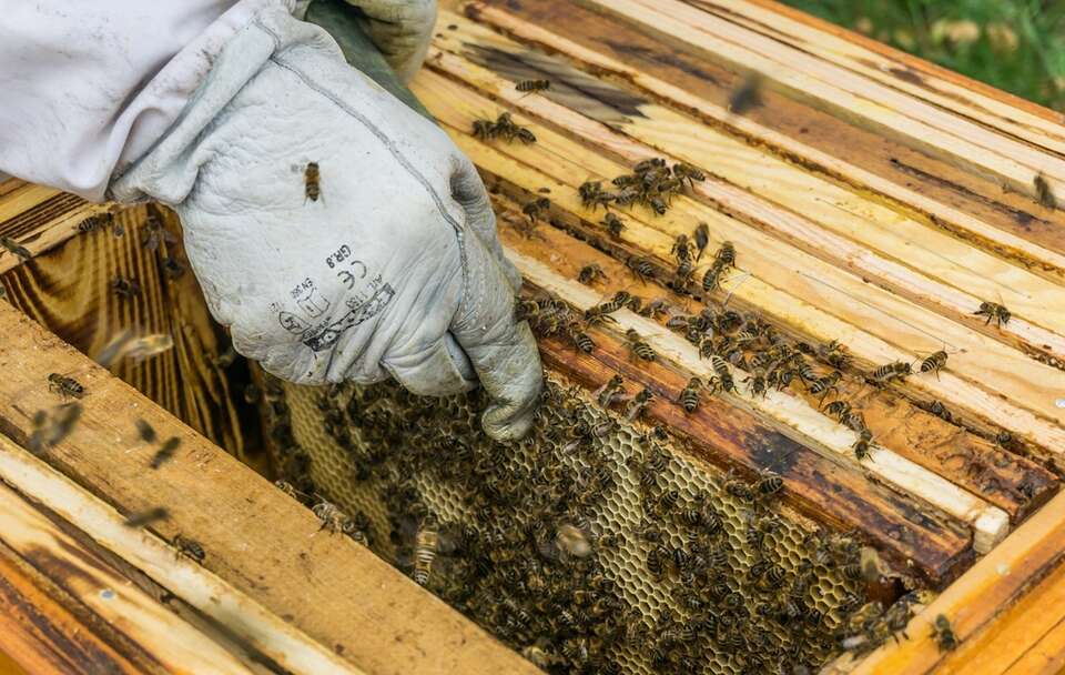Branży pszczelarskiej grozi upadek! Co na to Hennig-Kloska?