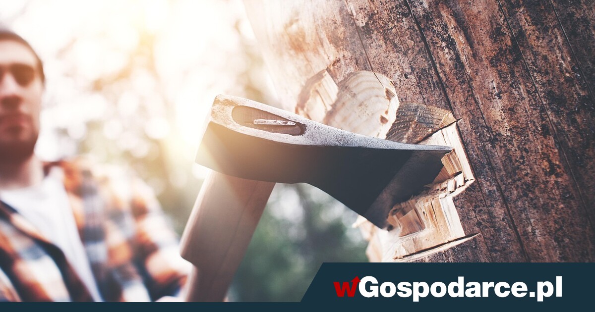 Wycinka na działce. Deregulacja czy prezent dla deweloperów?