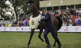 Janów Podlaski: 410 tys. euro za konie na aukcji Pride of Poland