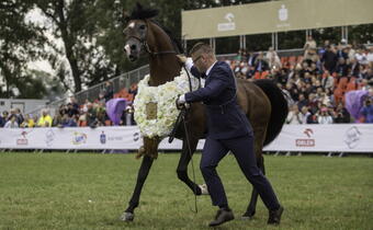 Janów Podlaski: 410 tys. euro za konie na aukcji Pride of Poland