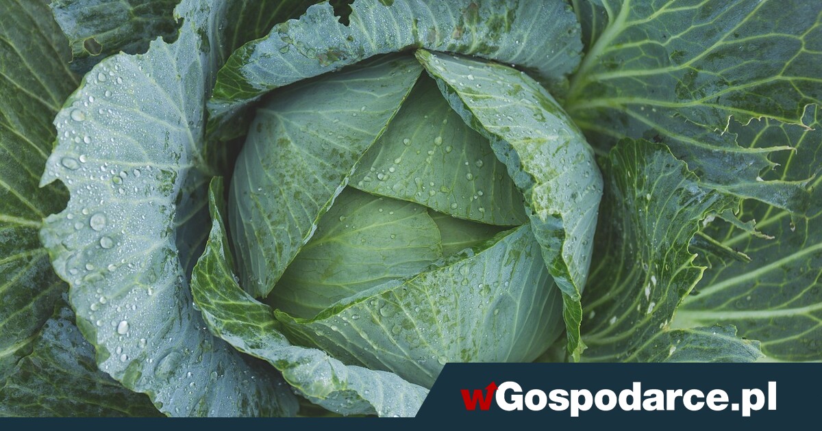 Płacimy krocie za obcą kapustę