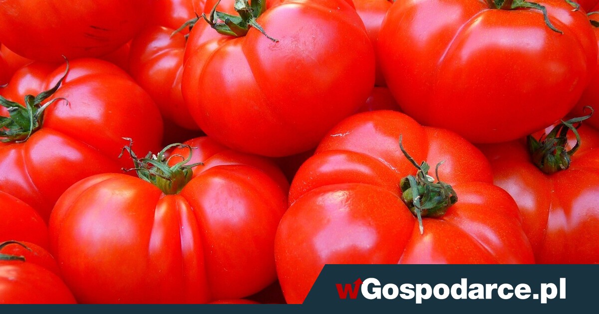 Szalony apetyt na pomidory i szalone ceny